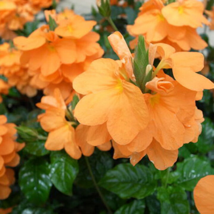 楽天市場 クロサンドラ スーパーキャンドル4号鉢植え 鉢花 暑さに強く咲き続ける花クロサンドラ 母の日 花 ガーデニング岐阜緑園