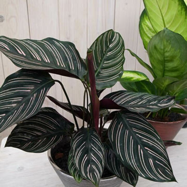 楽天市場 特別にコーディネイト ダンディープランツ2種セット カラテア デフェンバキア 鉢花 観葉植物 プレゼント ギフト 母の日 花 ガーデニング岐阜緑園