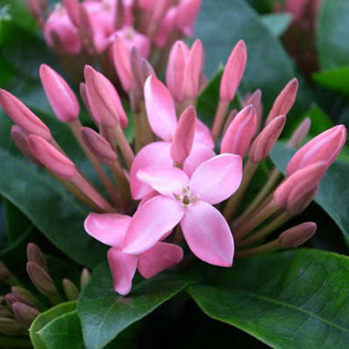 楽天市場 サンタンカ クイーンピンク4号鉢植え 鉢花 星型のピンク花サンタンカ 母の日 花 ガーデニング岐阜緑園