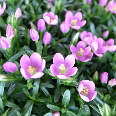 楽天市場 小花が魅力 小町リンドウ苗 リンドウ 母の日 花 ガーデニング岐阜緑園 楽天市場 小花が魅力 小町リンドウ苗 リンドウ 母の日 花 ガーデニング岐阜緑園