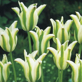 楽天市場 花の球根 種類 植物 チューリップ 球根 ガーデニング 農業 花 ガーデン Diyの通販