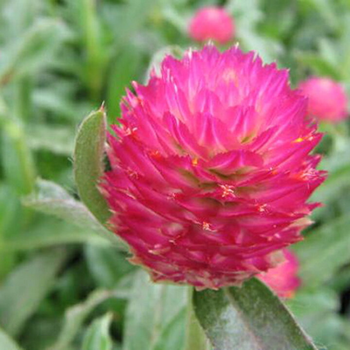 楽天市場 センニチコウ 千日紅 ラズベリーフィールド 花苗 ピンク ガーデニング 母の日 花 ガーデニング岐阜緑園