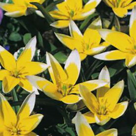 【10月上旬発送】植えっぱなしで毎年花が咲くチューリップ タルダ7球セット【チューリップ】【球根】【Tulip】販売 通販 種類【ちゅーりっぷ】