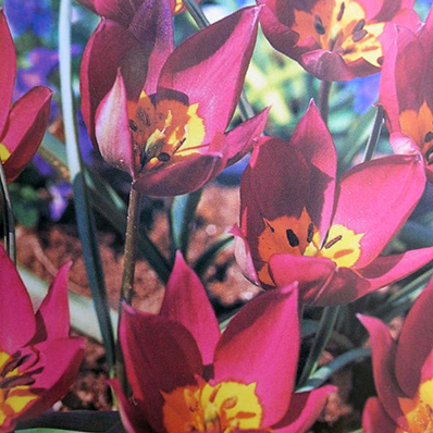 チューリップ プルケラペルシャンパール7球セット 植えっぱなしで毎年花が咲く 植えっぱなしで毎年花が咲くチューリップ 球根 通販 販売 新色 種類 Tulip ちゅーりっぷ