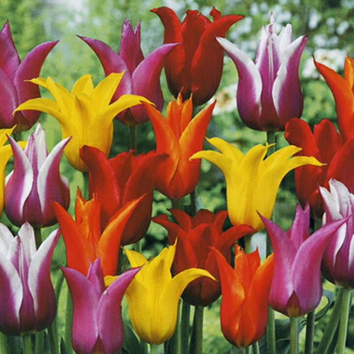 楽天市場 チューリップ球根 富山産チューリップお徳用15球変わり咲き 百合咲き混合15球セット チューリップ 球根 Tulip 販売 通販 種類 ちゅーりっぷ 母の日 花 ガーデニング岐阜緑園