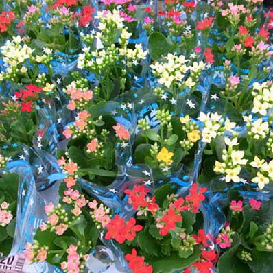 楽天市場 カランコエ ミリオンスター2 5号鉢3鉢セット カランコエ鉢花 カランコエ 販売 通販 種類 カランコエ 母の日 花 ガーデニング岐阜緑園