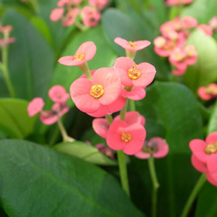 楽天市場 花キリン4号鉢植え 鉢花 キリンのようにどんどん伸びる 朱色の丸い花が可愛らしいです 常緑性多年草 販売 通販 種類 母の日 花 ガーデニング岐阜緑園