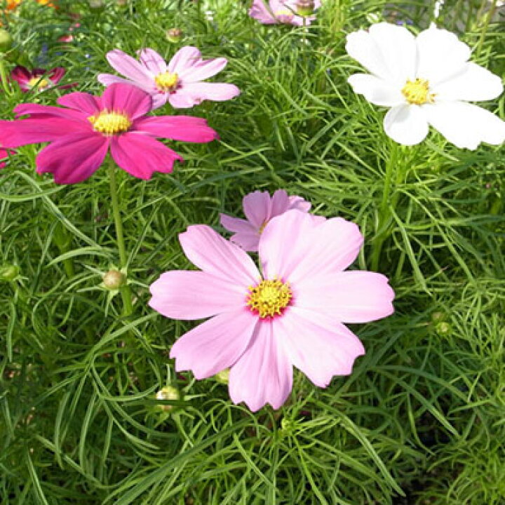 楽天市場 コスモス 3株セット カラフルな花色 混色植え 花苗 コスモス Cosmos こすもす 販売 通販 種類 母の日 花 ガーデニング岐阜緑園