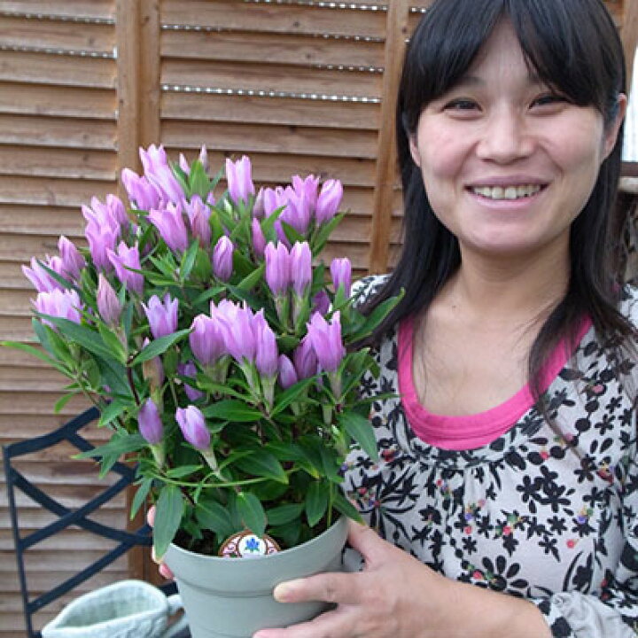 楽天市場 ピンクの花 リンドウ メルヘンアシロ 5号鉢植え 鉢植 リンドウ 鉢花 宿根草 ガーデニング 鉢花 販売 通販 種類 敬老の日 プレゼント おじいちゃん おばあちゃん 祖母 母の日 花 ガーデニング岐阜緑園