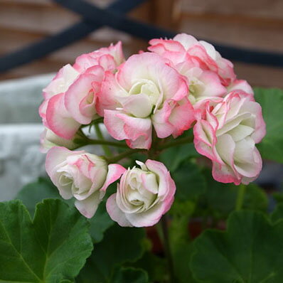 楽天市場 ゼラニューム アップルブロッサム4号鉢植え 八重咲の花 ピンク ホワイト 花芽付き 多年草 ゼラニウム 販売 通販 種類 母の日 花 ガーデニング岐阜緑園