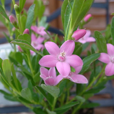 楽天市場 サザンクロス ピンクスター苗 大輪の花 花苗 種類 母の日 花 ガーデニング岐阜緑園