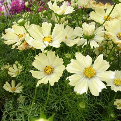 楽天市場 コスモス イエローパレット苗 レモンイエローの花が魅力 花苗 種類 母の日 花 ガーデニング岐阜緑園