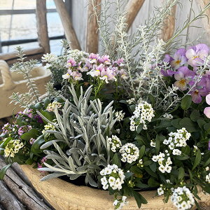 �V���o�[���[�t4���Z�b�g �G�����t�B���j�x�A�A�w���N���T���@�V�A���X�`���j�J���A�I���A���A���g���X���[�L�[�A�E�F�X�g�����M�A�X���[�L�[�z���C�g��4��ށy���[�t�z/�̔�/�ʔ�/���