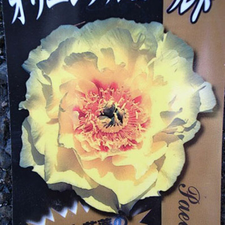 楽天市場 シャクヤク オリエンタルゴールド苗 牡丹 花香殿と芍薬 金晃の一代交配種 庭植え 鉢植えでも楽しめます 母の日 花 ガーデニング岐阜緑園