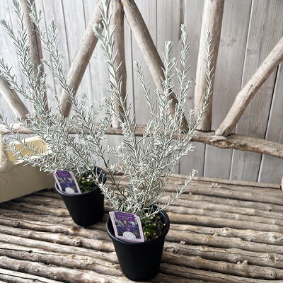 楽天市場 エレモフィラニベア4号鉢植え シルバーリーフにパープルの花が魅力 寄せ植えにも最適です 常緑低木 リーフ リーフプランツ ゴマノハグサ科 母の日 花 ガーデニング岐阜緑園