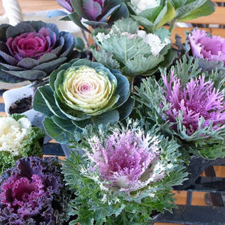 楽天市場 送料無料 葉牡丹 ハボタン色々10株セット お正月寄せ植えに最適 あれこれ混ぜて楽しみなハボタンです 花苗 販売 通販 種類 母の日 花 ガーデニング岐阜緑園