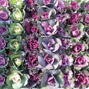 tOn{^@~j~jtO5ZbĝЂɏ邮炢̃~j`ATCY/ʂAJtȃn{^yԕcz