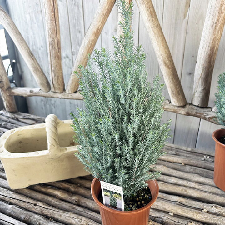 楽天市場 コニファー シルバースター4号鉢植え シンボルツリー等にも人気 ブルー味を帯びた葉色が魅力的です ヒノキ科 常緑高木 母の日 花 ガーデニング岐阜緑園