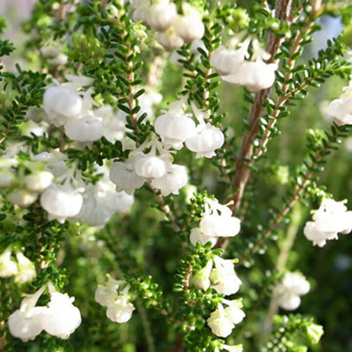 楽天市場 スズランエリカ4号 鉢植え スズランのような白い小花が可愛らしい 清楚で長持ちする花 販売 通販 種類 常緑低木 蕾いっぱい 母の日 花 ガーデニング岐阜緑園