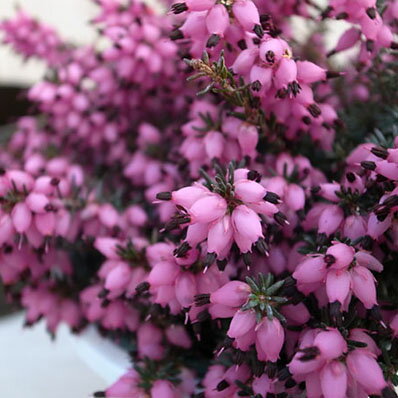 楽天市場 エリカ ダーレンシス4号鉢植え 色鮮やかなピンクの花を株いっぱいに咲かせてくれます 常緑低木 花付 母の日 花 ガーデニング岐阜緑園