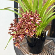 キンリョウヘン 金稜辺 花芽2芽付き 日本ミツバチを集める花/開花見込み株 蜜蜂 花苗 販売 通販 種類