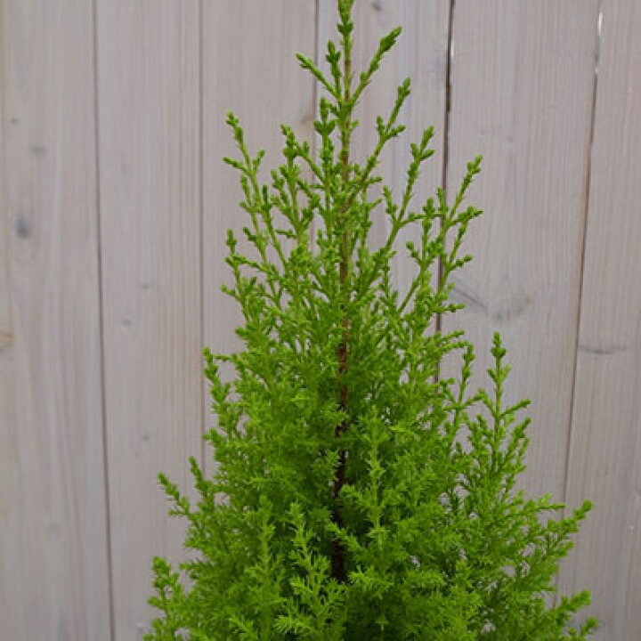 楽天市場 ゴールドクレストウイルマ6号 鉢植え 観葉植物 シンボルツリー 垣根 クレスト ヒノキ科 常緑高木 庭植え 販売 通販 種類 母の日 花 ガーデニング岐阜緑園