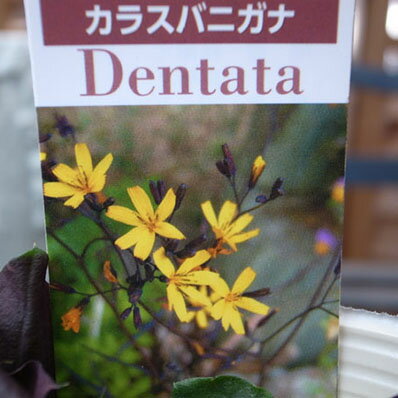 楽天市場 カラスバニガナ苗 黒い葉と黄色の花が魅力 ガーデニングのワンポイント 寄せ植えに最適 多年草 販売 通販 種類 母の日 花 ガーデニング岐阜緑園