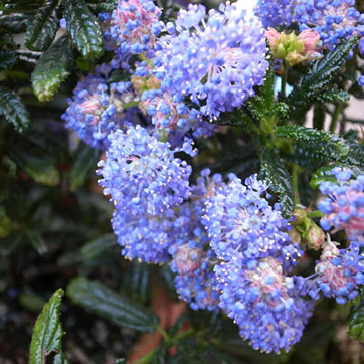 楽天市場 カリフォルニアライラック4号 鉢植え 鉢花 ブルーの花が魅力 半耐寒性常緑低木 花 フラワー 販売 通販 種類 母の日 花 ガーデニング岐阜緑園
