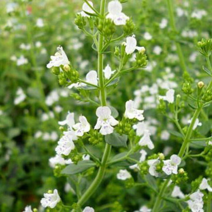 楽天市場 カラミンサ 花苗 カラミンサ 丈夫な宿根草 カラミンサ苗 ホワイト 夏の花 おしゃれ 販売 通販 種類 母の日 花 ガーデニング岐阜緑園