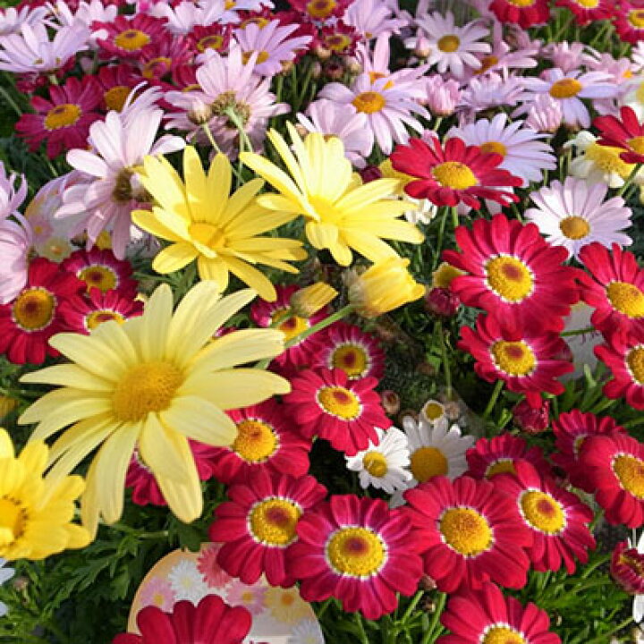 楽天市場 マーガレット カラフル 6号 鉢植え 鉢花 フラワー 花 ボリューム満点 植え替えると大きく倍以上の大きさに育ちます 常緑多年草 販売 通販 種類 母の日 花 ガーデニング岐阜緑園