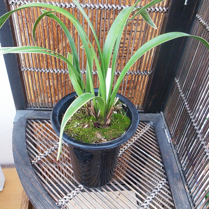 楽天市場】キンリョウヘン 金稜辺 キンリョウヘン ジツゲツ 4号鉢植え 