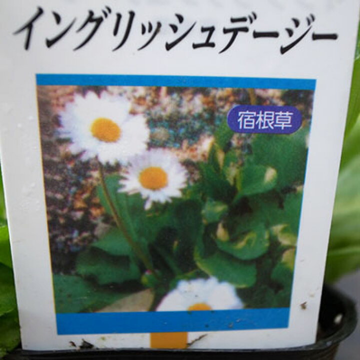 楽天市場 イングリッシュデージー苗 可憐な白の小花が魅力的 多年草 花芽が付き始めた花苗 花 フラワー 販売 通販 種類 母の日 花 ガーデニング岐阜緑園