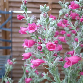 ピティロディア フェアリーピンク 花苗 ワンランク上の寄せ植えにシルバーリーフにピンクの花 寄せ植えの芯に最適 販売 通販 種類
