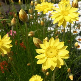 楽天市場 お花 植物の名前 ハ行 ヘ ヘリクリサム 母の日 花 ガーデニング岐阜緑園