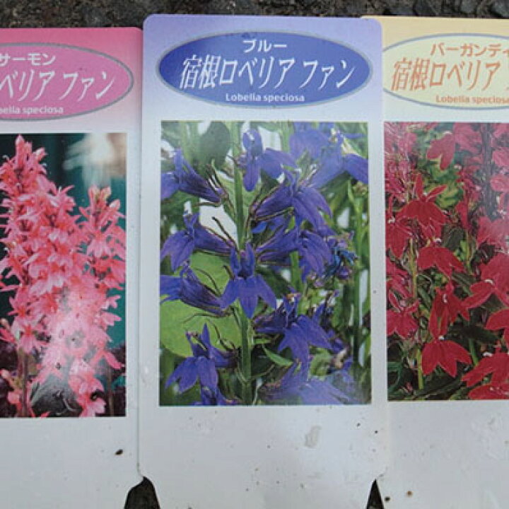 種 花たね 1袋 15粒 F1ファン ブルー 宿根ロベリア 78 Off 宿根ロベリア