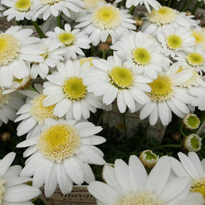 楽天市場 マーガレット スイートリップル 常緑多年草 花芽付き 花苗 植え替えると大株に育ち長い期間花を楽しませてくれます 販売 通販 種類 母の日 花 ガーデニング岐阜緑園