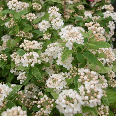 楽天市場 斑入り ピンク コデマリ こでまり 庭植えで毎年楽しめます 花は咲くと白花ですが 蕾の時ほんのりピンクがのって可愛らしい花苗 販売 通販 種類 母の日 花 ガーデニング岐阜緑園