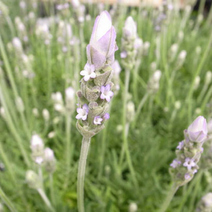 楽天市場 ラベンダーデンタータ4号サイズ 鉢花 ホワイト 白 母の日 花 ガーデニング岐阜緑園