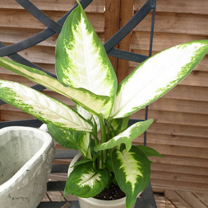 楽天市場 デフェンバキア カミーラ 4号サイズ 観葉植物 室内のインテリアにデフェンバキア 母の日 花 ガーデニング岐阜緑園