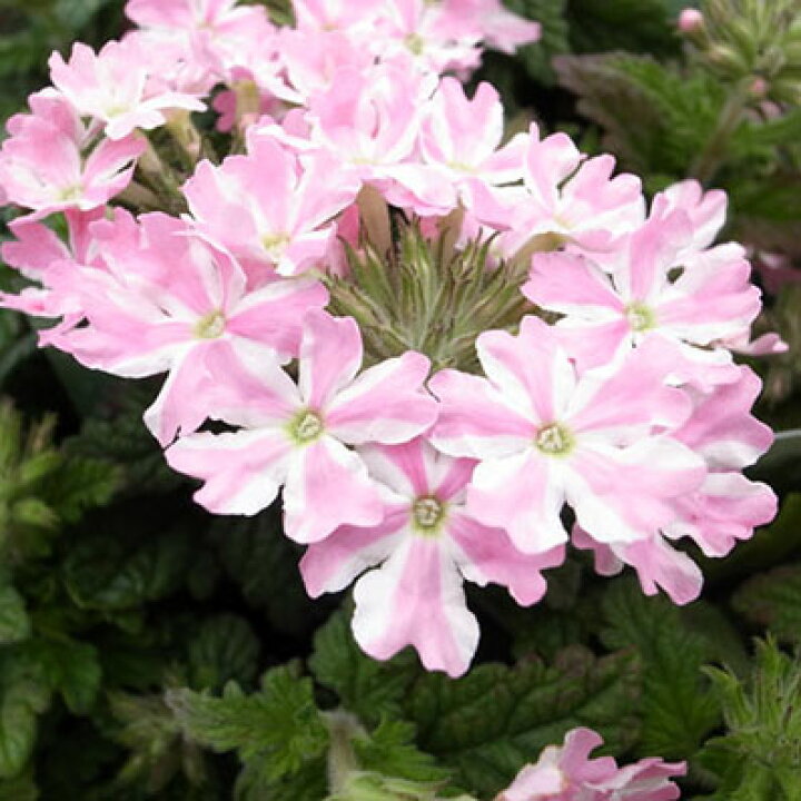楽天市場 バーベナ キャンディストライプ 花苗 多年草 花芽付き 販売 通販 種類 母の日 花 ガーデニング岐阜緑園