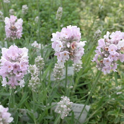 楽天市場 ラベンダー アロマティコシルバーピンク 花苗 ハーブ 今までにないピンクの花芽付で花後切戻してあげると秋頃また花芽をつけて楽しませてくれます 販売 通販 種類 0603superp10 母の日 花 ガーデニング岐阜緑園