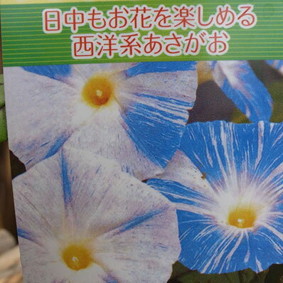楽天市場 昼咲き あさがお フライングソーサー 緑のカーテン グリーンカーテン 日中に花を楽しめる西洋あさがお 花苗 販売 種類 通販 種類 母の日 花 ガーデニング岐阜緑園 楽天市場 昼咲き あさがお フライングソーサー 緑のカーテン グリーンカーテン 日中に花を楽しめる西洋あさがお 花苗 販売 種類 通販 種類 母の日 花 ガーデニング岐阜緑園