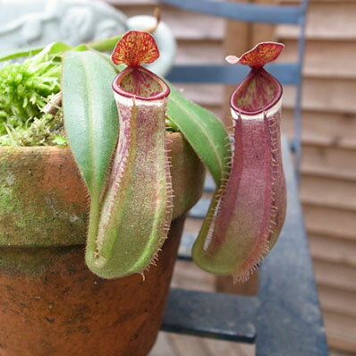 楽天市場 ネペンテス Albomarginata 食虫植物 非常に珍しい 販売 通販 種類 母の日 花 ガーデニング岐阜緑園 楽天市場 ネペンテス Albomarginata 食虫植物 非常に珍しい 販売 通販 種類 母の日 花 ガーデニング岐阜緑園