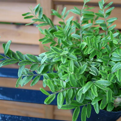 楽天市場 ロニセラ レモンビューティー 花苗 爽やかなレモン色の斑入り葉が魅力 丈夫でグランドカバー等にも最適 販売 通販 種類 母の日 花 ガーデニング岐阜緑園