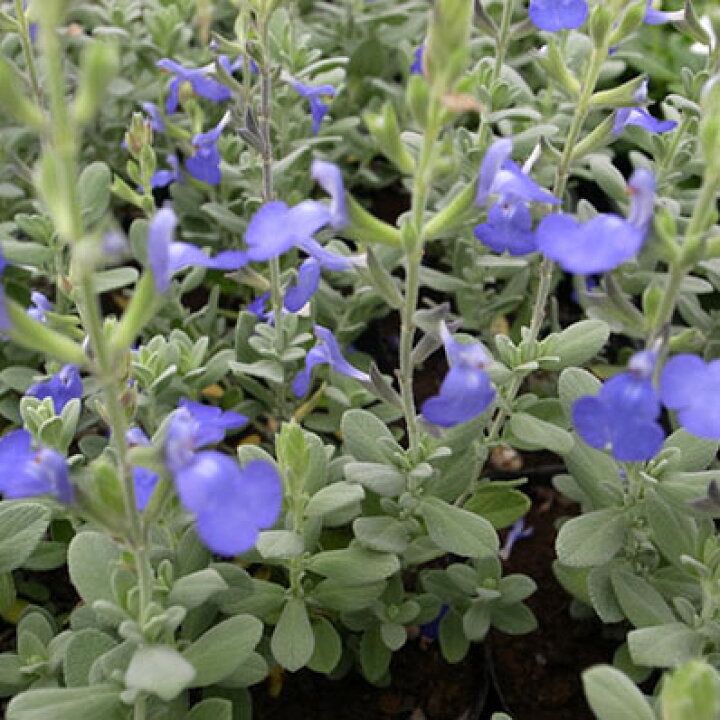 楽天市場 ジャーマンダーセージ 花苗 シルバーリーフにブルーの花が魅力 日光大好き庭植えするとドーム状の株に育ち沢山の花を咲かせてくれます 販売 通販 種類 母の日 花 ガーデニング岐阜緑園 楽天市場 ジャーマンダーセージ 花苗 シルバーリーフにブルーの花が魅力 日光大好き庭植えするとドーム状の株に育ち沢山の花を咲かせてくれます 販売 通販 種類 母の日 花 ガーデニング岐阜緑園