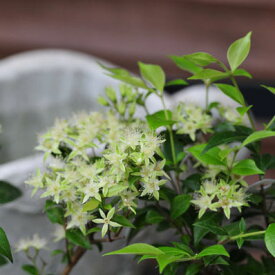 シナモンマートル 3.5号 鉢植え シナモンの香りが楽しめる不思議植物 販売 通販 種類