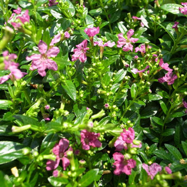 楽天市場 クフェア ピンク 花苗 暑さに強い夏の花 花芽付 販売 通販 種類 母の日 花 ガーデニング岐阜緑園