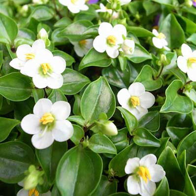 楽天市場 エキザカム ホワイト 4号サイズ 鉢花 多年草 白花 明るい室内で次々楽しめます 販売 通販 種類 母の日 花 ガーデニング岐阜緑園