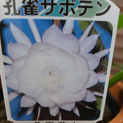 楽天市場 孔雀サボテン 月下美人 4号サイズ ホワイト 鉢植え 真夏の夜に咲く純白の花が魅力 Cactus サボテン科 常緑多年草 販売 通販 種類 母の日 花 ガーデニング岐阜緑園