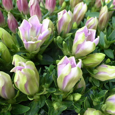 楽天市場 クーポン利用で10 Off リンドウ ももこりん 花苗 優しいピンクの花が秋の寄せ植えに最適 多年草 Gentian 販売 通販 種類 母の日 花 ガーデニング岐阜緑園